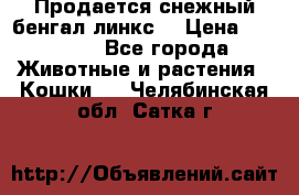 Продается снежный бенгал(линкс) › Цена ­ 25 000 - Все города Животные и растения » Кошки   . Челябинская обл.,Сатка г.